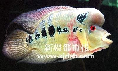 烏魯木齊觀賞魚批發市場，烏魯木齊觀賞魚市場