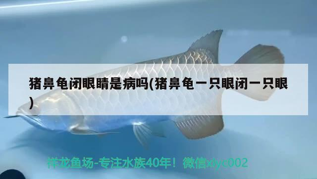 豬鼻龜閉眼睛是病嗎(豬鼻龜一只眼閉一只眼)