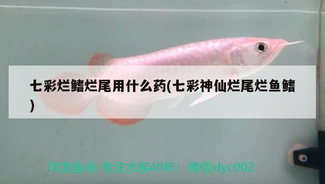 龍魚爛鰭爛尾特效藥有哪些呢vs祥龍魚場：祥龍魚爛鰭爛尾病因分析龍魚爛鰭爛尾病因分析龍魚爛鰭爛尾病因分析