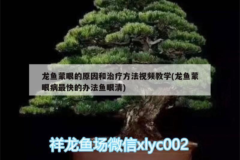 魚缸 龍魚蒙眼的原因和治療方法視頻教學(龍魚蒙眼病最快的辦法魚眼清) 紅龍魚百科 龍魚蒙眼的原因和治療方法視頻教學(龍魚蒙眼病最快的辦法魚眼清) 龍魚蒙眼的原因和治療方法視頻教學(龍魚蒙眼病最快的辦法魚眼清) 紅龍魚百科
