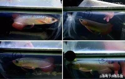 紅龍魚幼魚初期食物選擇：紅龍魚幼魚初期食物選擇的關鍵信息：紅龍魚幼魚喂食量控制技巧