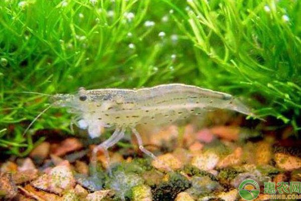 帝王三間最佳混養魚：帝王三間最佳混養魚類