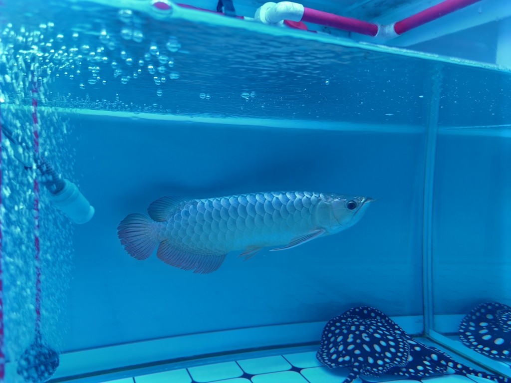 龍魚爛尾最忌諱三種食物，龍魚爛尾期間