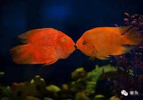 帝王三間魚多少錢：帝王三間魚多少錢一條