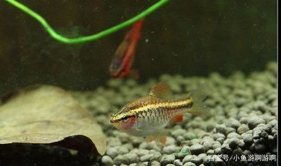 觀賞魚(yú)哪種比較好養(yǎng)（養(yǎng)魚(yú)新手入門(mén)指南）