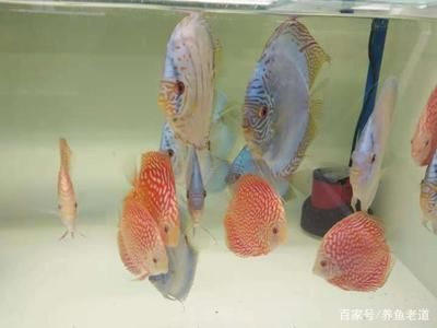 觀賞魚哪種比較好養（養魚新手入門指南）