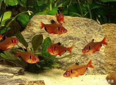 觀賞魚(yú)哪種比較好養(yǎng)（養(yǎng)魚(yú)新手入門(mén)指南）