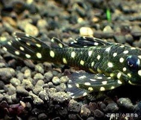 祥龍魚場各市分站的聯系方式（祥龍魚場各分站的聯系方式）