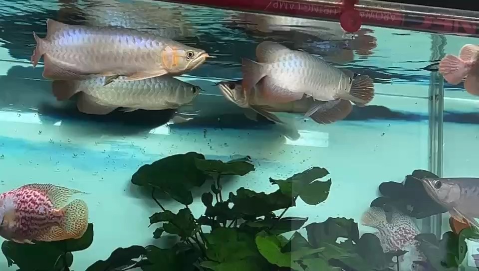 中秋沒空發，補一個。