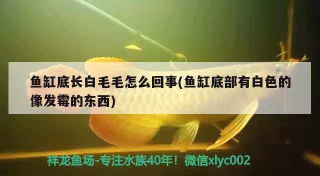 魚缸底長白毛毛怎么回事(魚缸底部有白色的像發霉的東西)