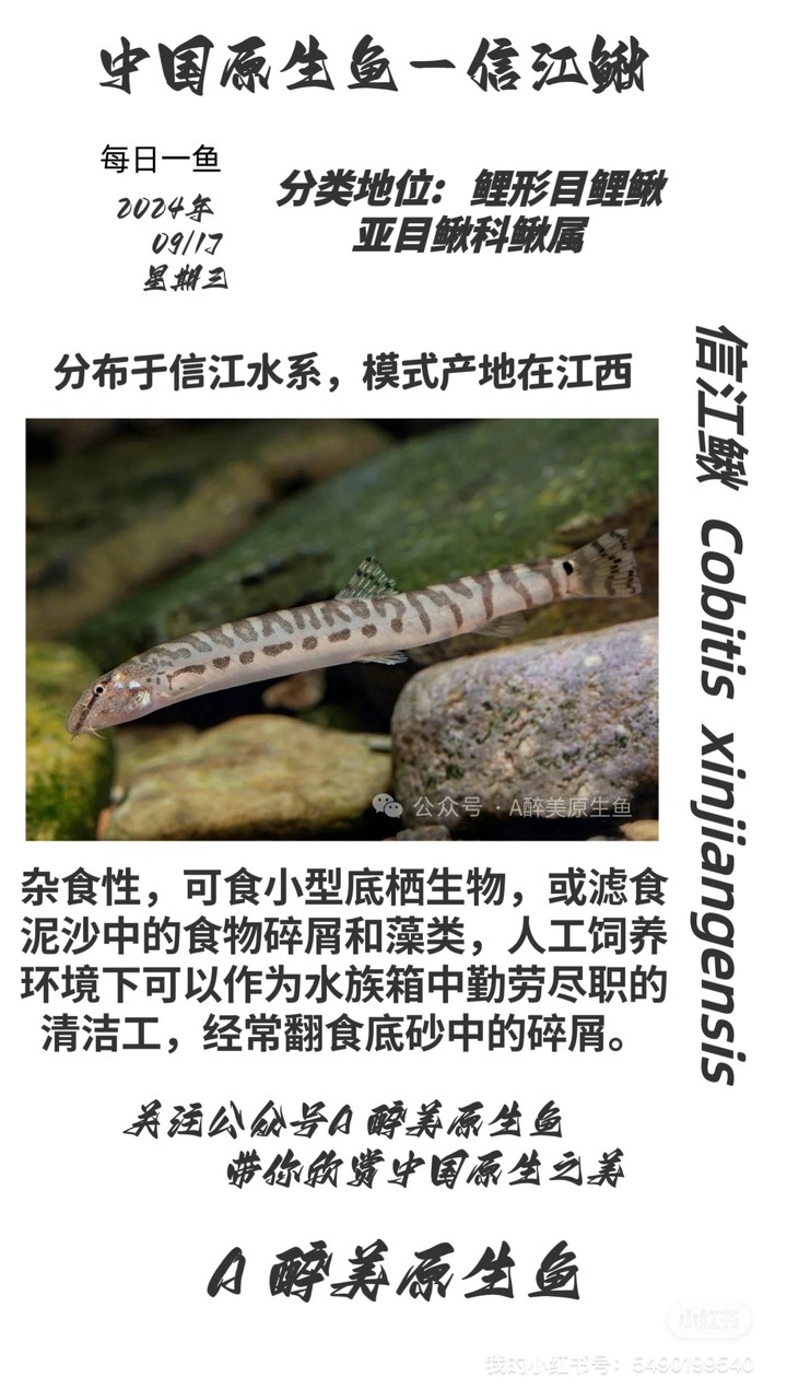 信江鰍