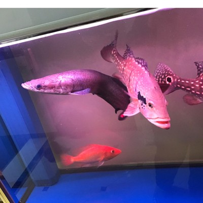 地龍是什么仙家的化身：地龍是什么仙家的化身圖片