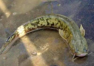 得魚忘筌指什么動物：得魚忘筌指什么動物生肖