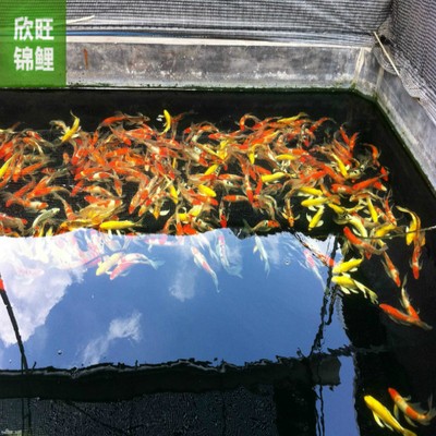 得魚忘筌猜打一生肖：得魚忘筌打一動物