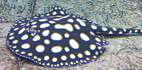 皇冠黑白魟魚的好壞：皇冠黑白魟魚好壞 皇冠黑白魟魚的好壞：皇冠黑白魟魚好壞 魟魚百科 第3張