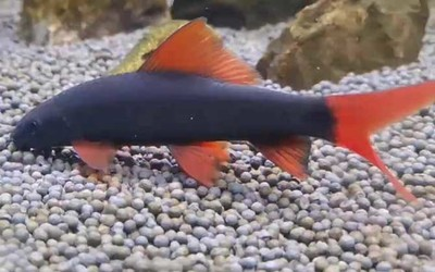 淡水魚圖片：淡水魚圖片大全 圖片高清