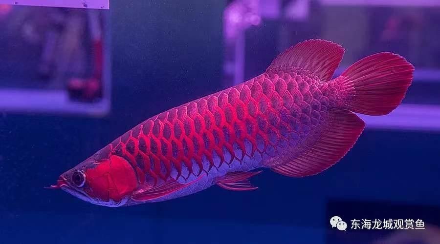 龍魚進口限制多少錢一條，龍魚的進口價格是多少？
