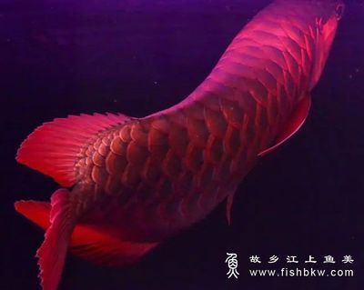 龍魚進口限制多少錢一條，龍魚的進口價格是多少？