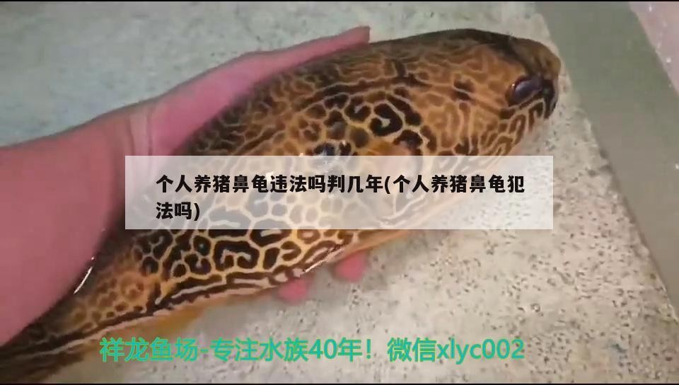 個人養豬鼻龜違法嗎判幾年(個人養豬鼻龜犯法嗎)