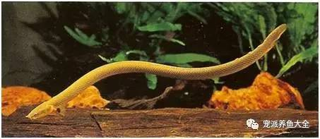 單數(shù)魚死了一條還用補(bǔ)嗎：養(yǎng)魚口訣一三五七