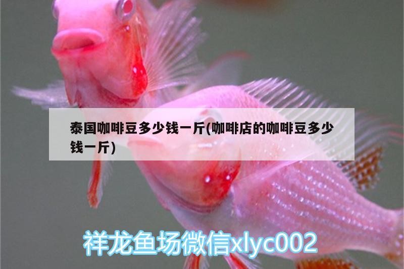 魚缸過濾器選購指南:自制魚缸過濾器魚缸上置過濾器對于養魚愛好者的必備知識 泰國咖啡豆多少錢一斤(咖啡店的咖啡豆多少錢一斤) 馬來西亞咖啡 泰國咖啡豆多少錢一斤(咖啡店的咖啡豆多少錢一斤) 泰國咖啡豆多少錢一斤(咖啡店的咖啡豆多少錢一斤) 馬來西亞咖啡