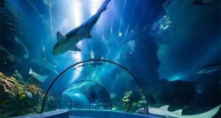 淮北水族館vs祥龍魚場（淮北市相山區龍鱗閣水族館和淮北市相山區居龍坊水族館）
