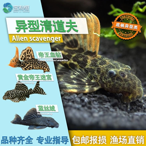 帶魚字的四字詞語：帶魚字的四字詞語有哪些