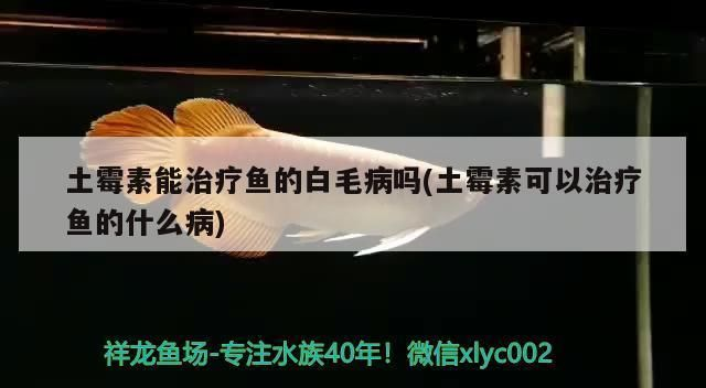 龍魚水霉用土霉素可以嗎vs祥龍魚場：土霉素治療龍魚水霉病的方式 龍魚水霉用土霉素可以嗎vs祥龍魚場：土霉素治療龍魚水霉病的方式 vs祥龍魚場 第2張