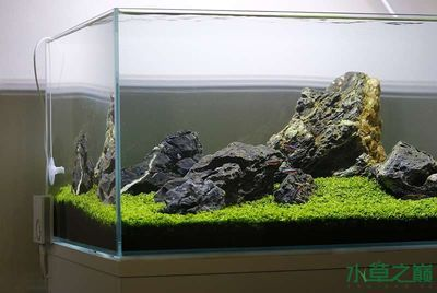80的魚缸造景：80的魚缸怎么造景