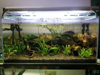 80的魚缸造景：80的魚缸怎么造景