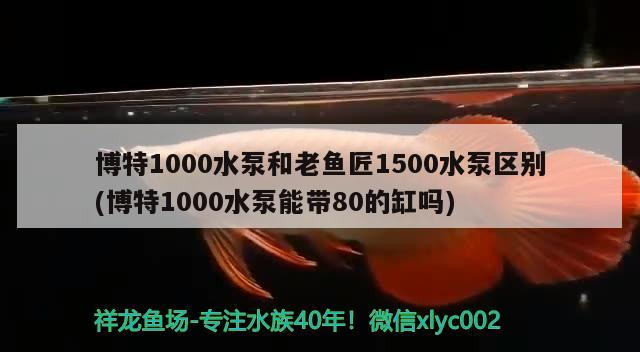 博特1000水泵和老魚匠1500水泵區(qū)別(博特1000水泵能帶80的缸嗎)