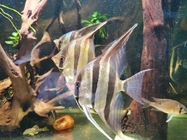 帶仙緣的弟子夢到魚：帶仙緣的弟子夢到魚沖走