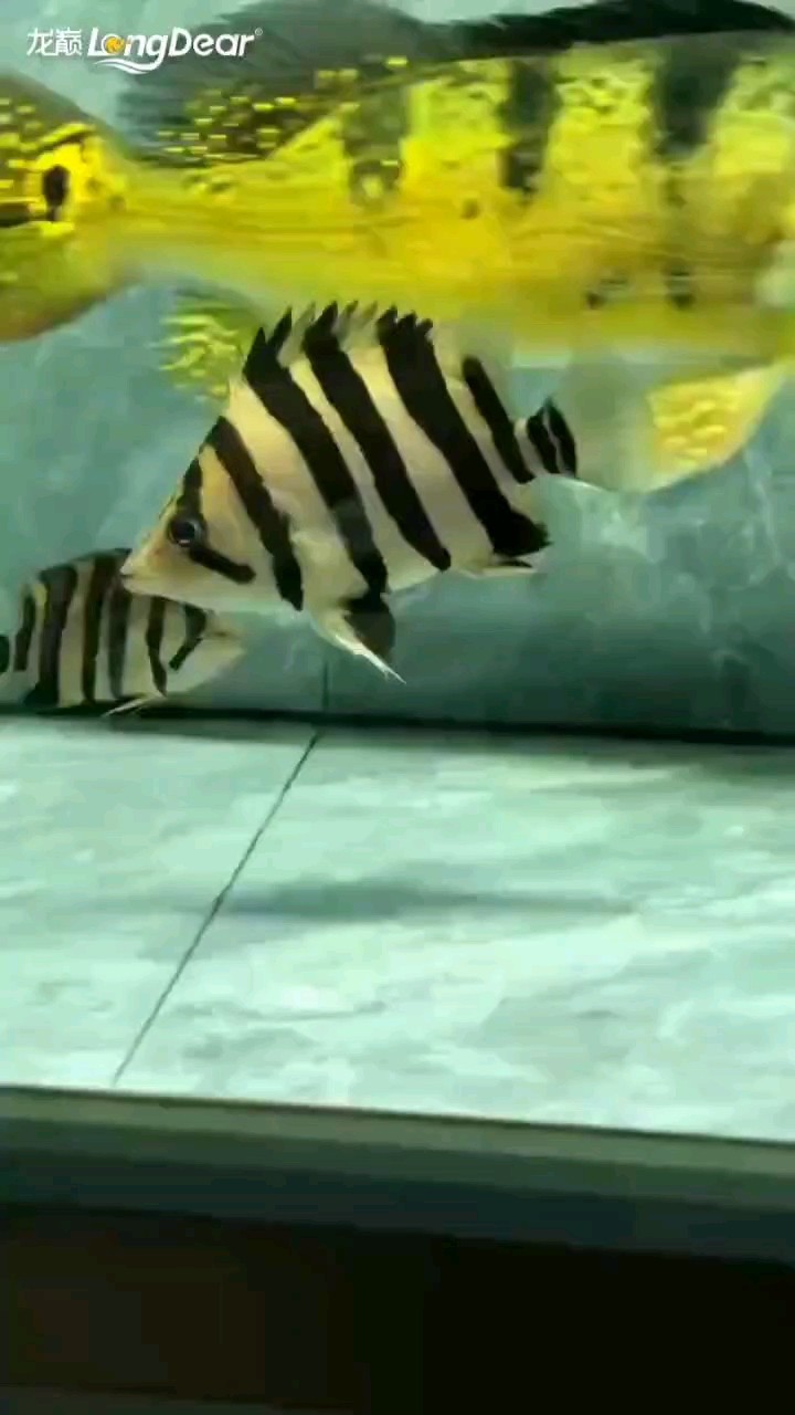 轉發537