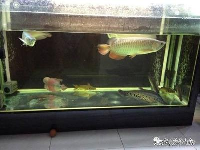 帶龍仙的人會看什么事：龍仙緣分到了的表現