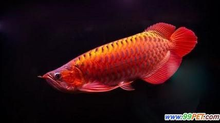 龍魚體內寄生蟲癥狀有哪些表現vs祥龍魚場:祥龍魚場的龍魚品種介紹 vs祥龍魚場 第1張 龍魚體內寄生蟲癥狀有哪些表現vs祥龍魚場:祥龍魚場的龍魚品種介紹 龍魚體內寄生蟲癥狀有哪些表現vs祥龍魚場:祥龍魚場的龍魚品種介紹 vs祥龍魚場 第1張