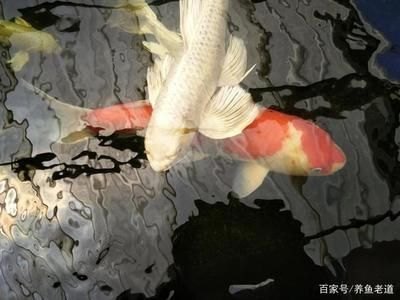 龍魚吃錦鯉嗎會死嗎為什么不吃