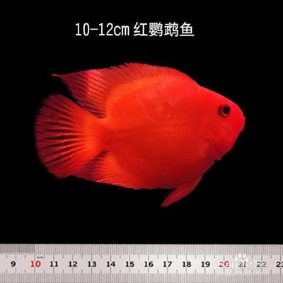 大銀龍魚價格多少錢一只：銀龍魚價格多少錢一只2斤左右