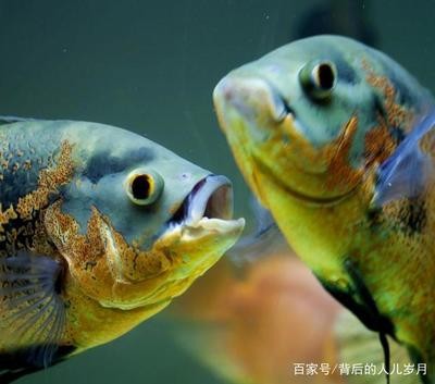 大銀龍和鸚鵡魚能混養嗎：大銀龍和鸚鵡魚能混養嗎視頻