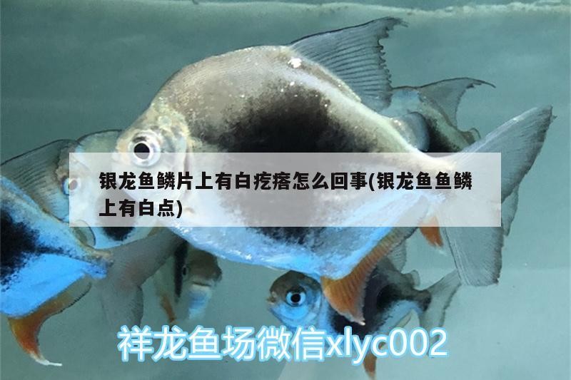 銀龍魚鱗片上有白疙瘩怎么回事(銀龍魚魚鱗上有白點) 銀龍魚百科 第1張 銀龍魚鱗片上有白疙瘩怎么回事(銀龍魚魚鱗上有白點) 銀龍魚鱗片上有白疙瘩怎么回事(銀龍魚魚鱗上有白點) 銀龍魚百科 第1張