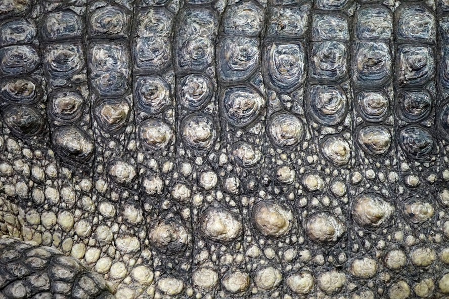 銀龍魚鱗片上有白疙瘩怎么回事(銀龍魚魚鱗上有白點) 銀龍魚百科 第2張 銀龍魚鱗片上有白疙瘩怎么回事(銀龍魚魚鱗上有白點) 銀龍魚鱗片上有白疙瘩怎么回事(銀龍魚魚鱗上有白點) 銀龍魚百科 第2張