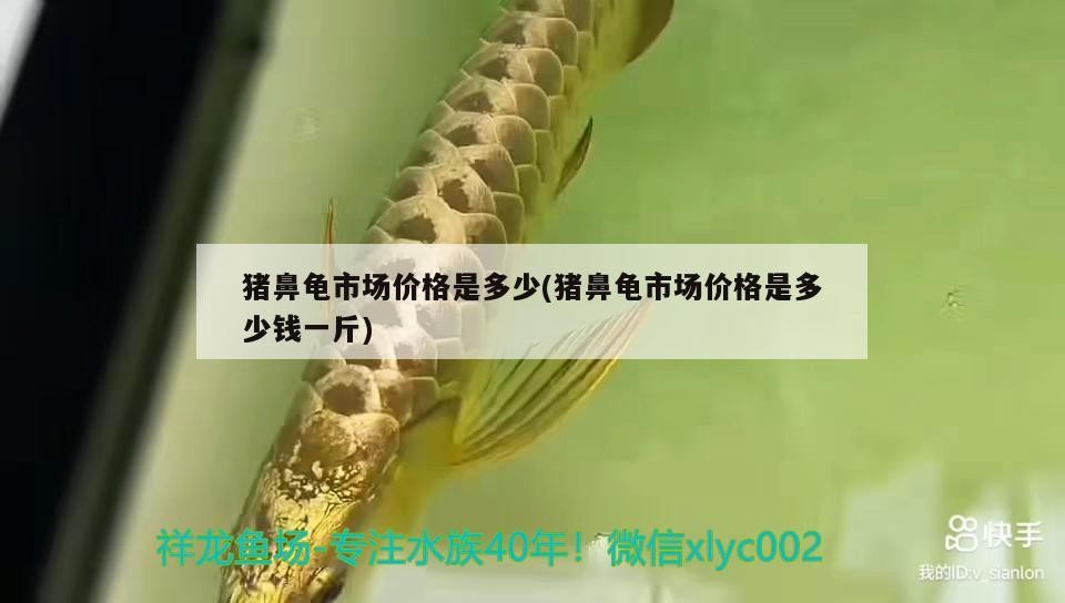 鸚鵡魚和銀龍魚混養怎樣喂食 豬鼻龜市場價格是多少(豬鼻龜市場價格是多少錢一斤) 豬鼻龜百科 豬鼻龜市場價格是多少(豬鼻龜市場價格是多少錢一斤) 豬鼻龜市場價格是多少(豬鼻龜市場價格是多少錢一斤) 豬鼻龜百科