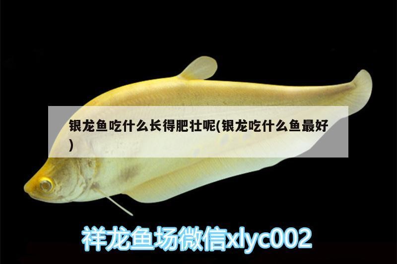 銀龍魚吃什么長得肥壯呢(銀龍吃什么魚最好)