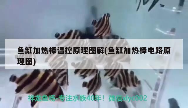 魚缸加熱棒溫控原理圖解(魚缸加熱棒電路原理圖)