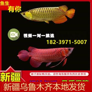 魟魚為什么這么貴：魟魚為什么這么貴，