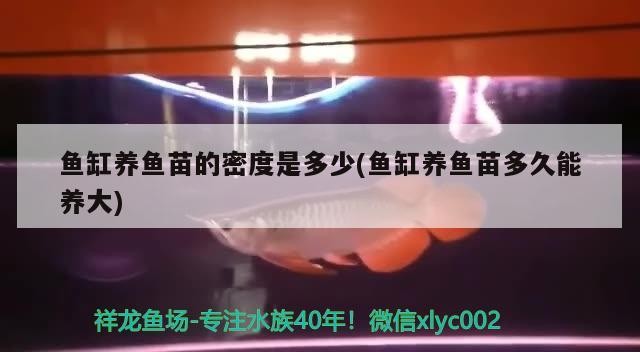 魚缸養魚苗的密度是多少(魚缸養魚苗多久能養大)