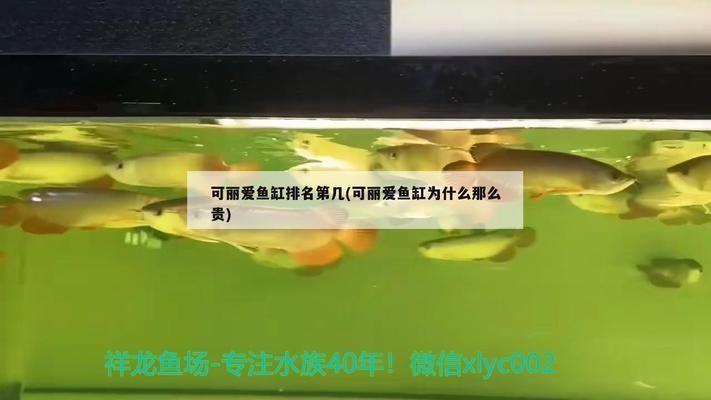 德國黑鉆金魚缸旗艦店怎么樣呀（德國黑鉆金魚缸旗艦店怎么樣呀多少錢）