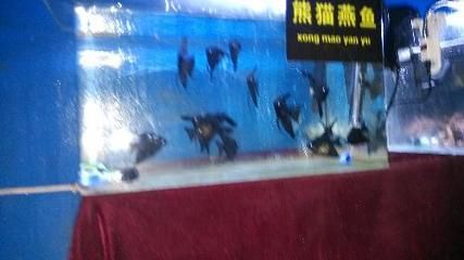 濮陽水族館vs祥龍魚場（探討濮陽水族館與祥龍魚場之間的差異，我們需要明確基本信息和特點）