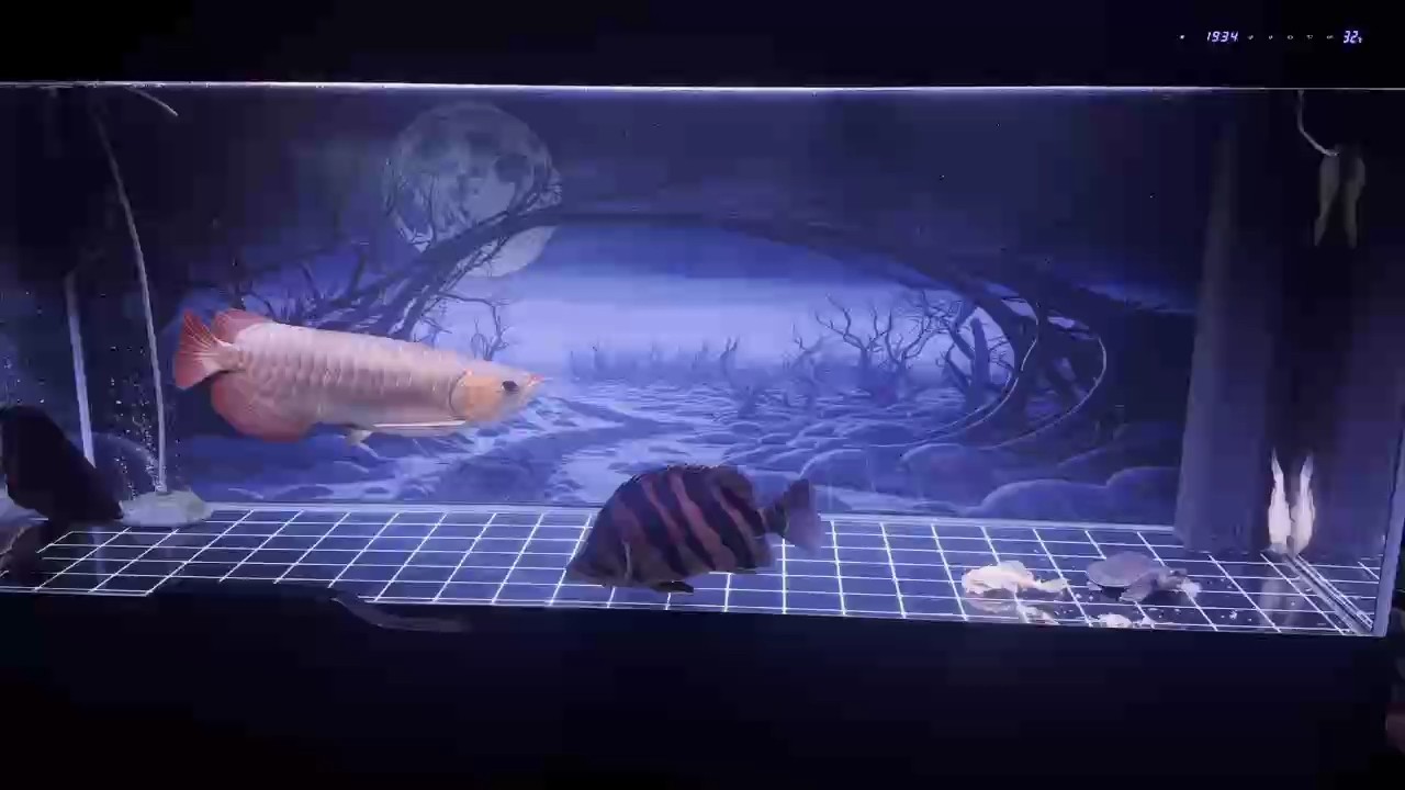 感覺到魚缸細了！！