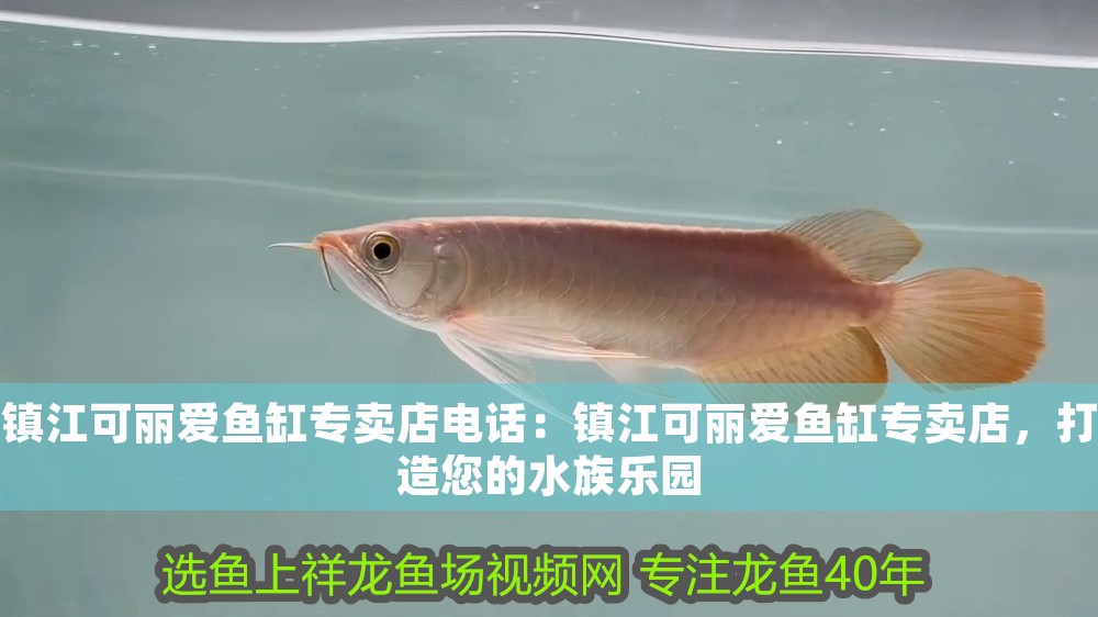 鎮江可麗愛魚缸專賣店電話：鎮江可麗愛魚缸專賣店，打造您的水族樂園