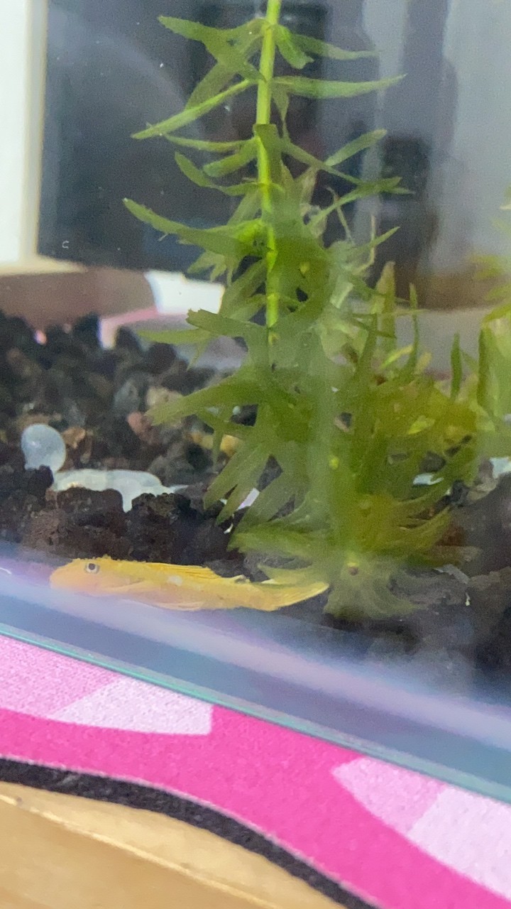 新人不懂就問，這是胡椒病嗎 新人不懂就問，這是胡椒病嗎 龍魚論壇 第1張